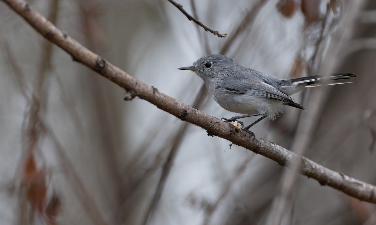 Blue-gray Gnatcatcher (obscura Group) - ML269762651