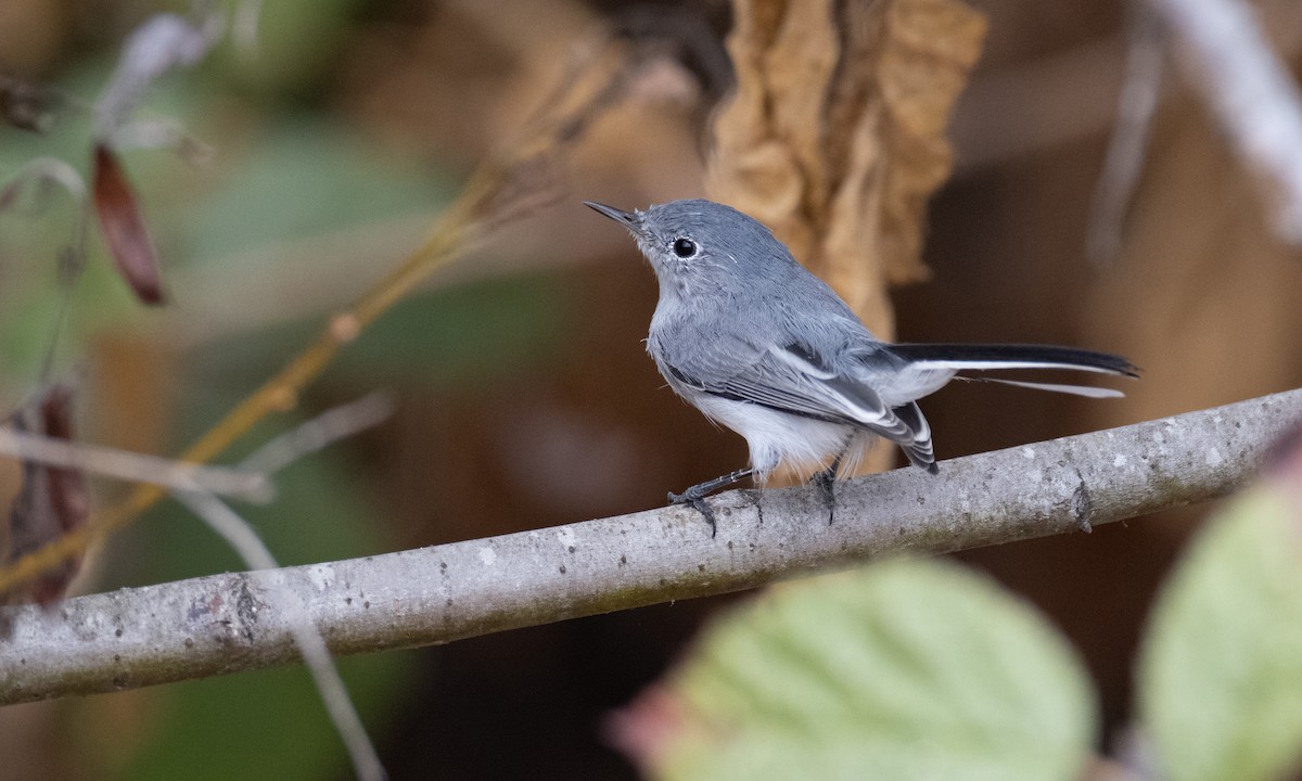 Blue-gray Gnatcatcher (obscura Group) - ML269762691