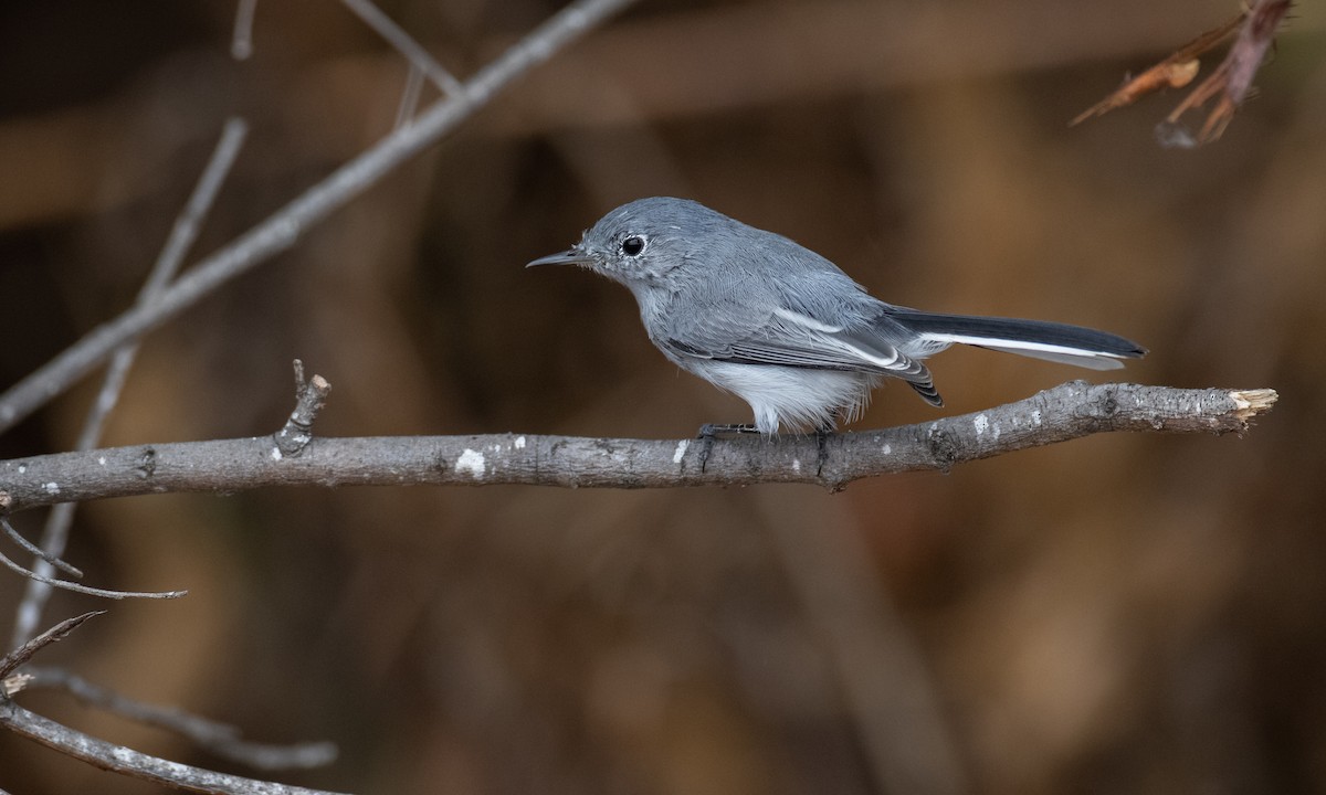 Blue-gray Gnatcatcher (obscura Group) - ML269762701