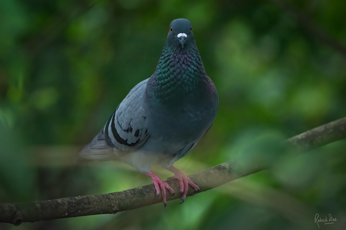 Rock Pigeon (Feral Pigeon) - Rakesh Das