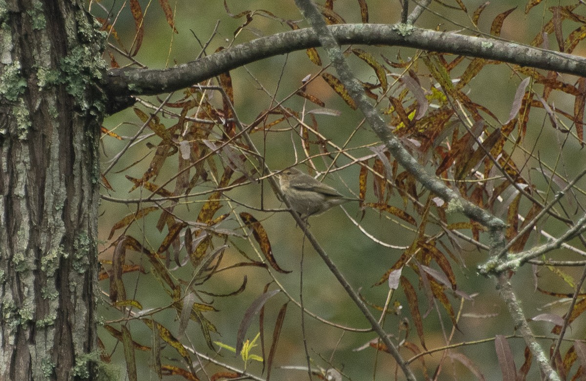 eBird Checklist 10 Oct 2020 Reed Creek Nature Park & Interpretive