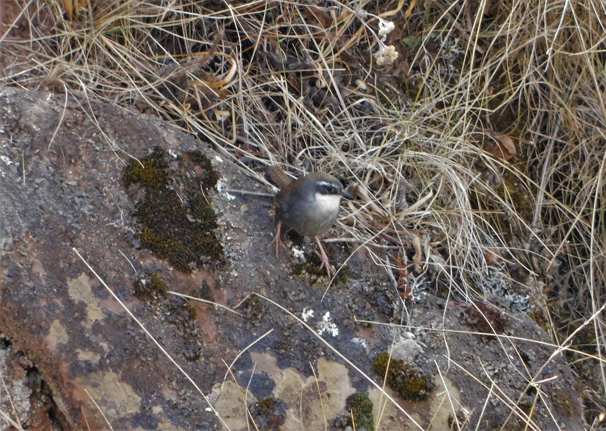 Zimmer's Tapaculo - ML269765991