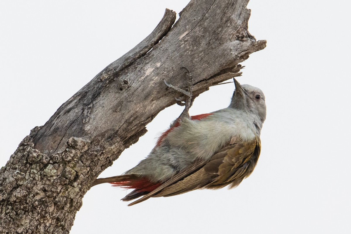 Mountain Gray Woodpecker - Peter  Steward