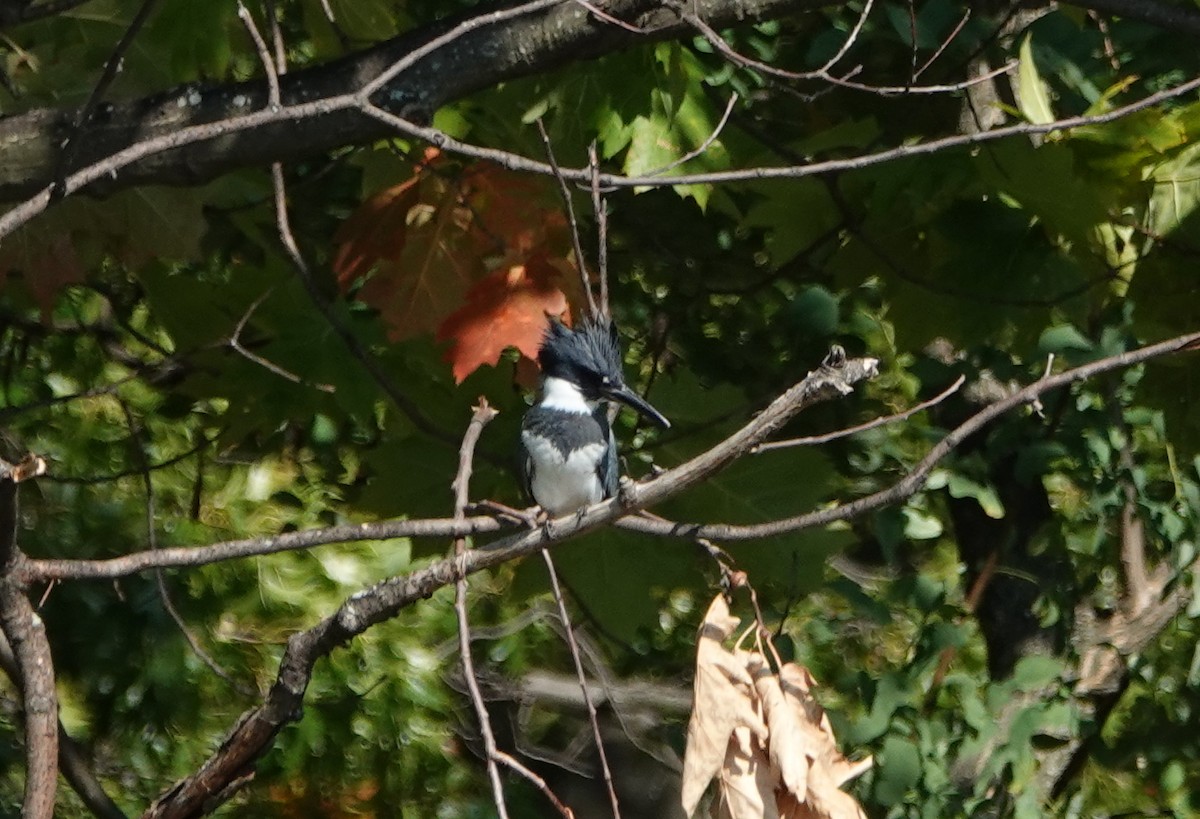 Belted Kingfisher - ML269779961