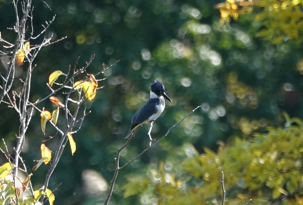Belted Kingfisher - ML269779971