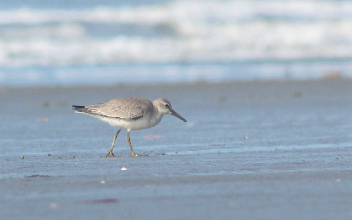 Red Knot - ML269781981