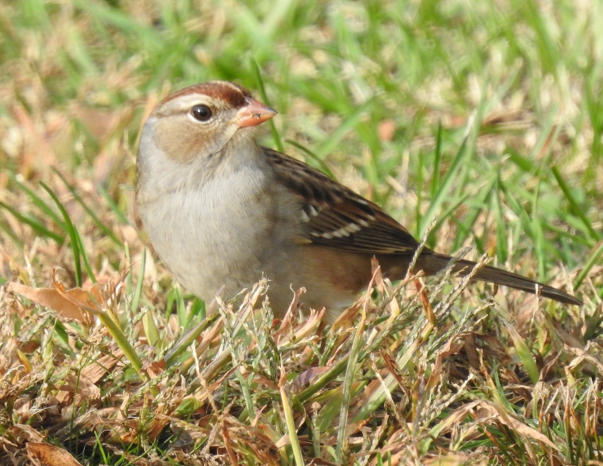 White-crowned Sparrow - Mary  McMahon