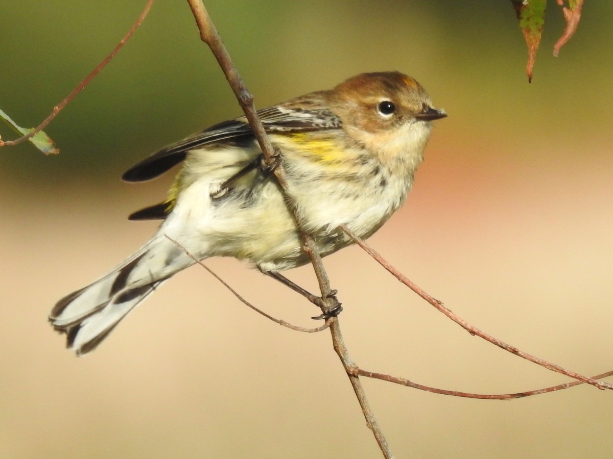 Yellow-rumped Warbler (Myrtle) - Mary  McMahon
