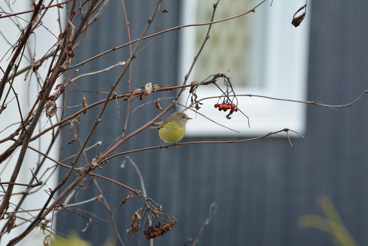 Orange-crowned Warbler - ML269788991