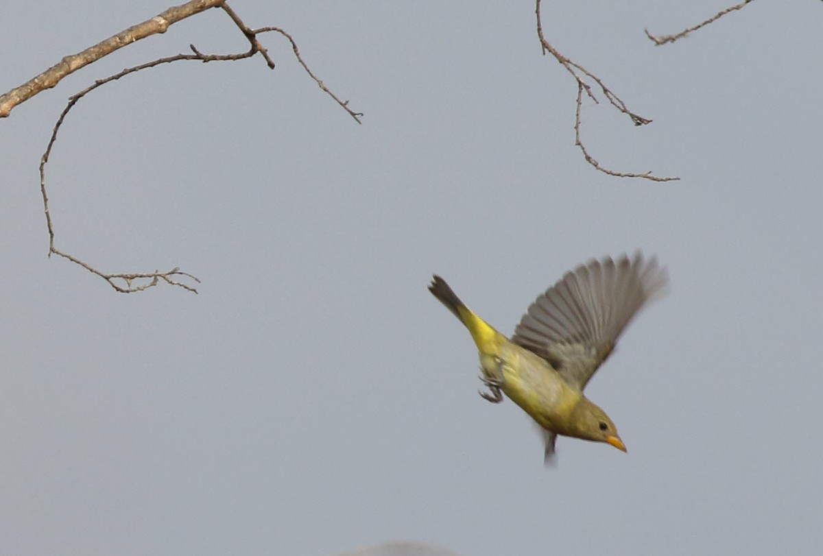 Western Tanager - ML269792911