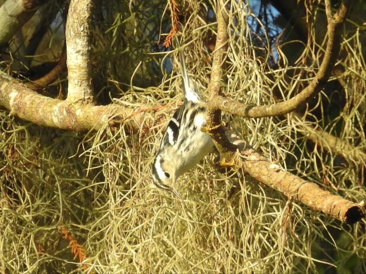 Black-and-white Warbler - ML269796741
