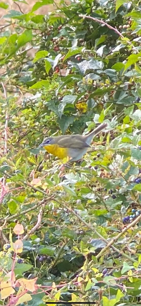Yellow-breasted Chat - ML269797501