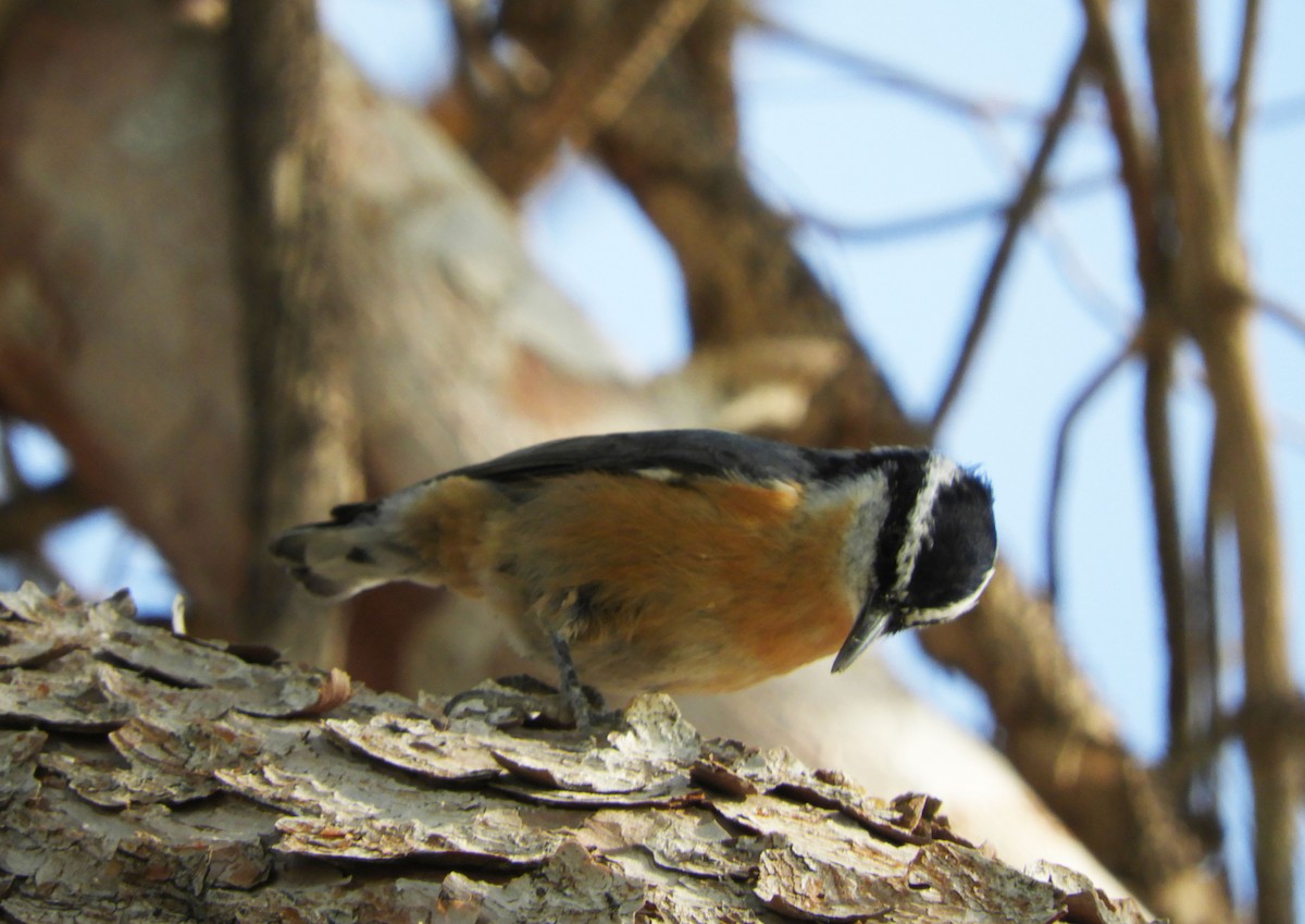 Red-breasted Nuthatch - ML269799131