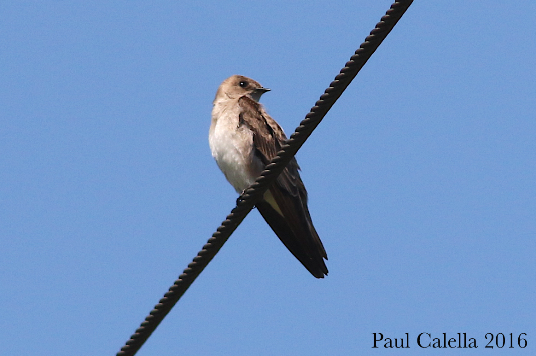 Northern Rough-winged Swallow - Paul Calella