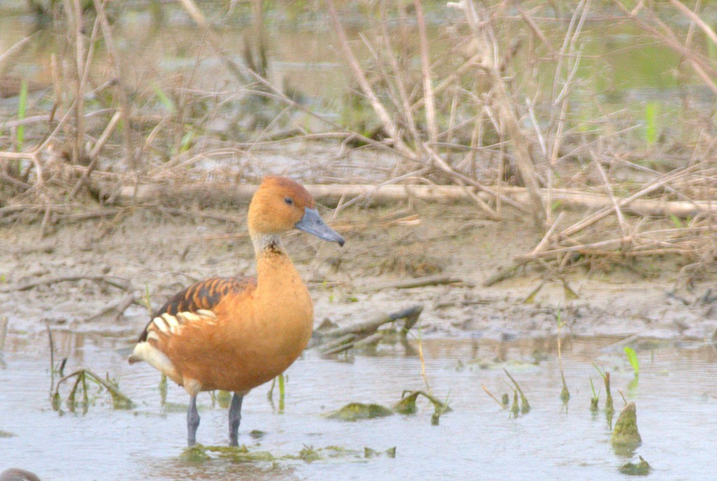 Fulvous Whistling-Duck - ML26980301