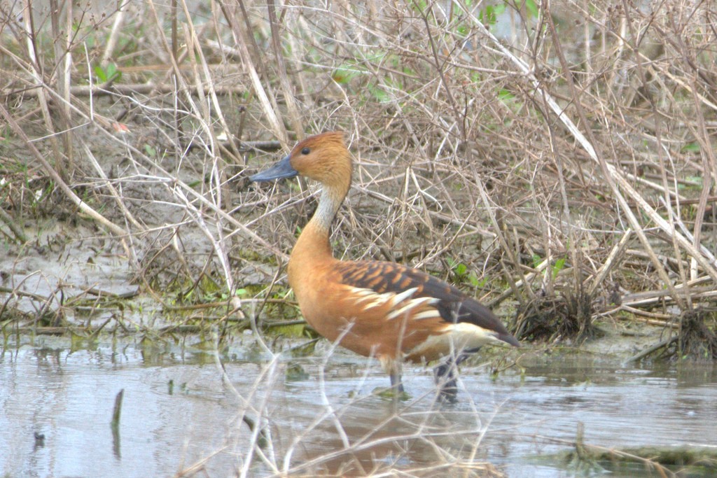Fulvous Whistling-Duck - ML26980351