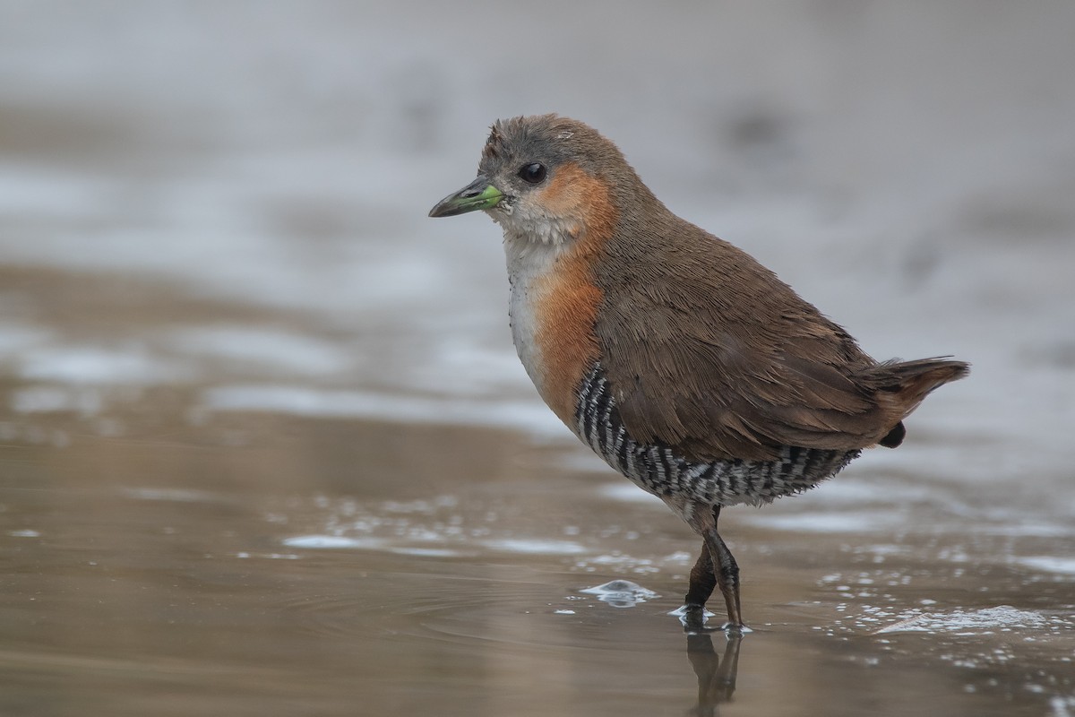 Rufous-sided Crake - Pablo Re
