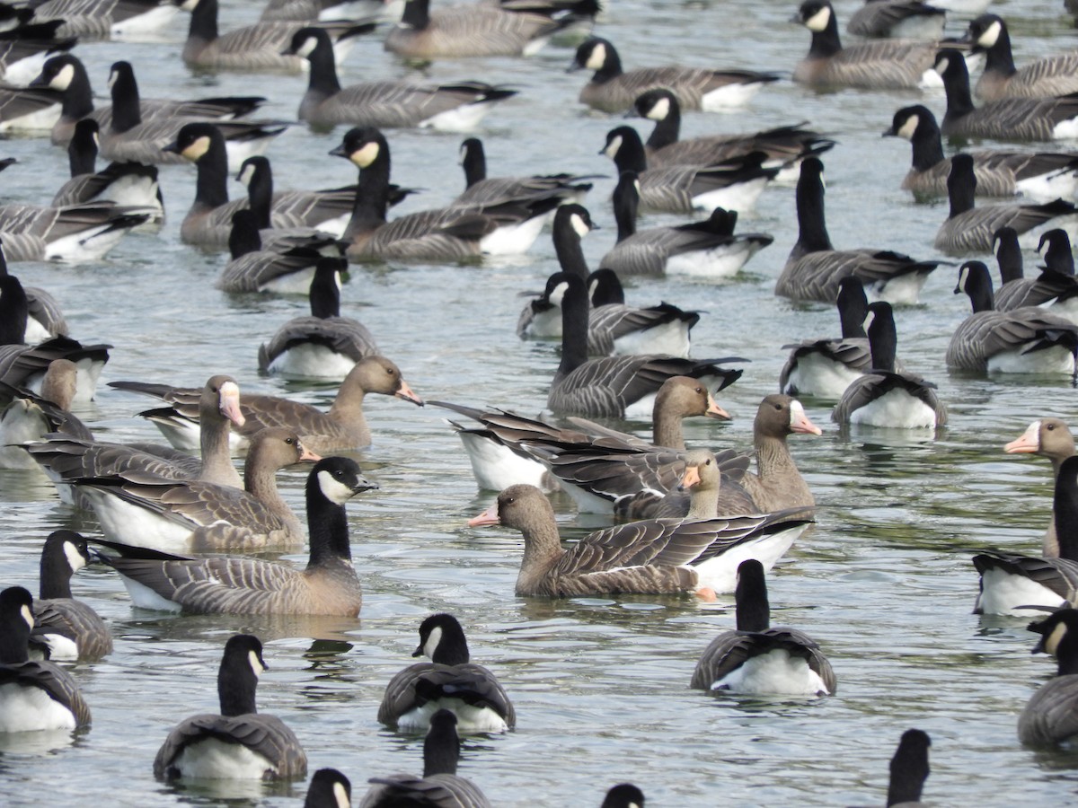 Greater White-fronted Goose - ML269813951