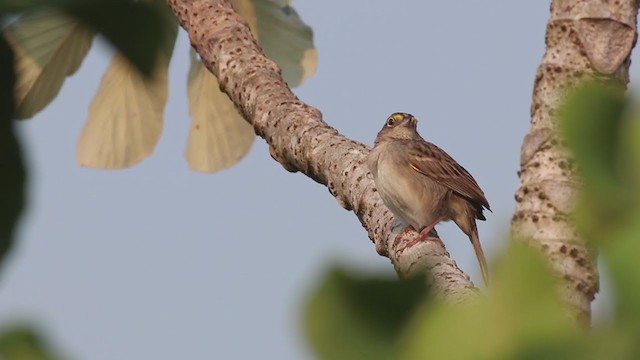Grassland Sparrow - ML269816941