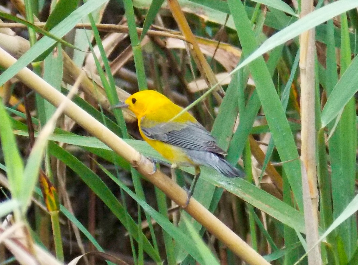 Prothonotary Warbler - ML26982041