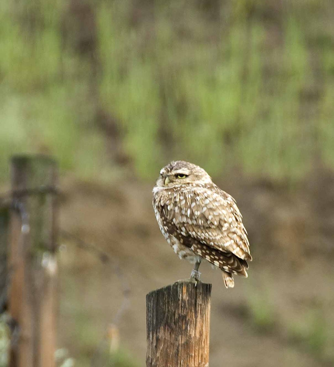 Burrowing Owl - ML26982151