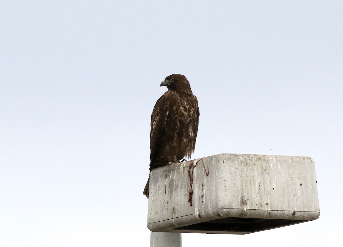Red-tailed Hawk - John Bruin