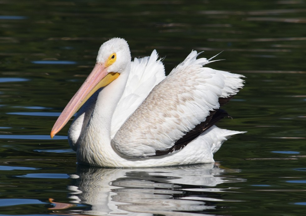 American White Pelican - Steve Nord