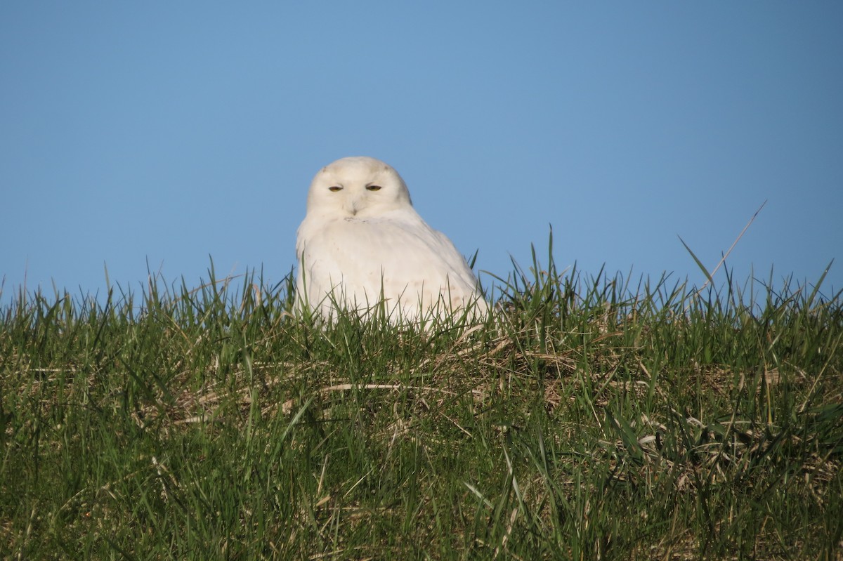 Snowy Owl - Phillip North