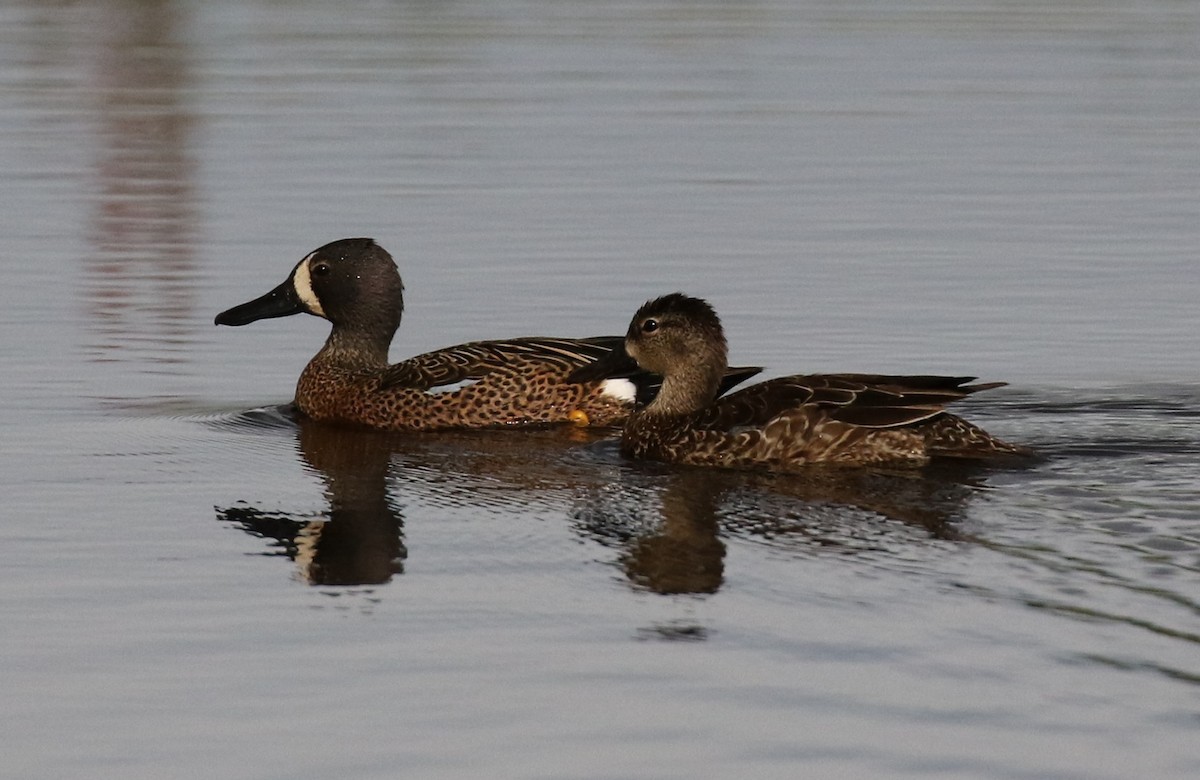 Blue-winged Teal - Bruce  Purdy