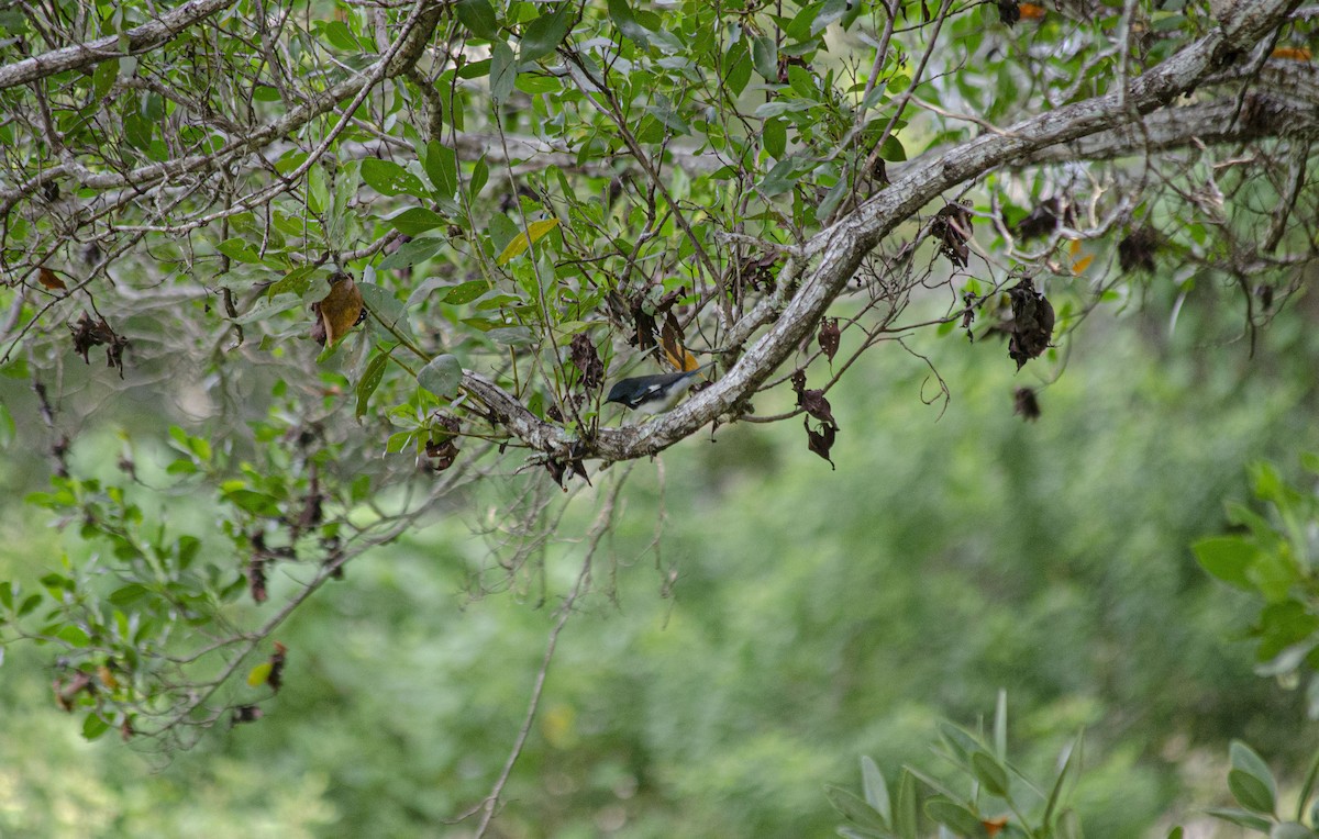 Black-throated Blue Warbler - ARIEL DIAZ