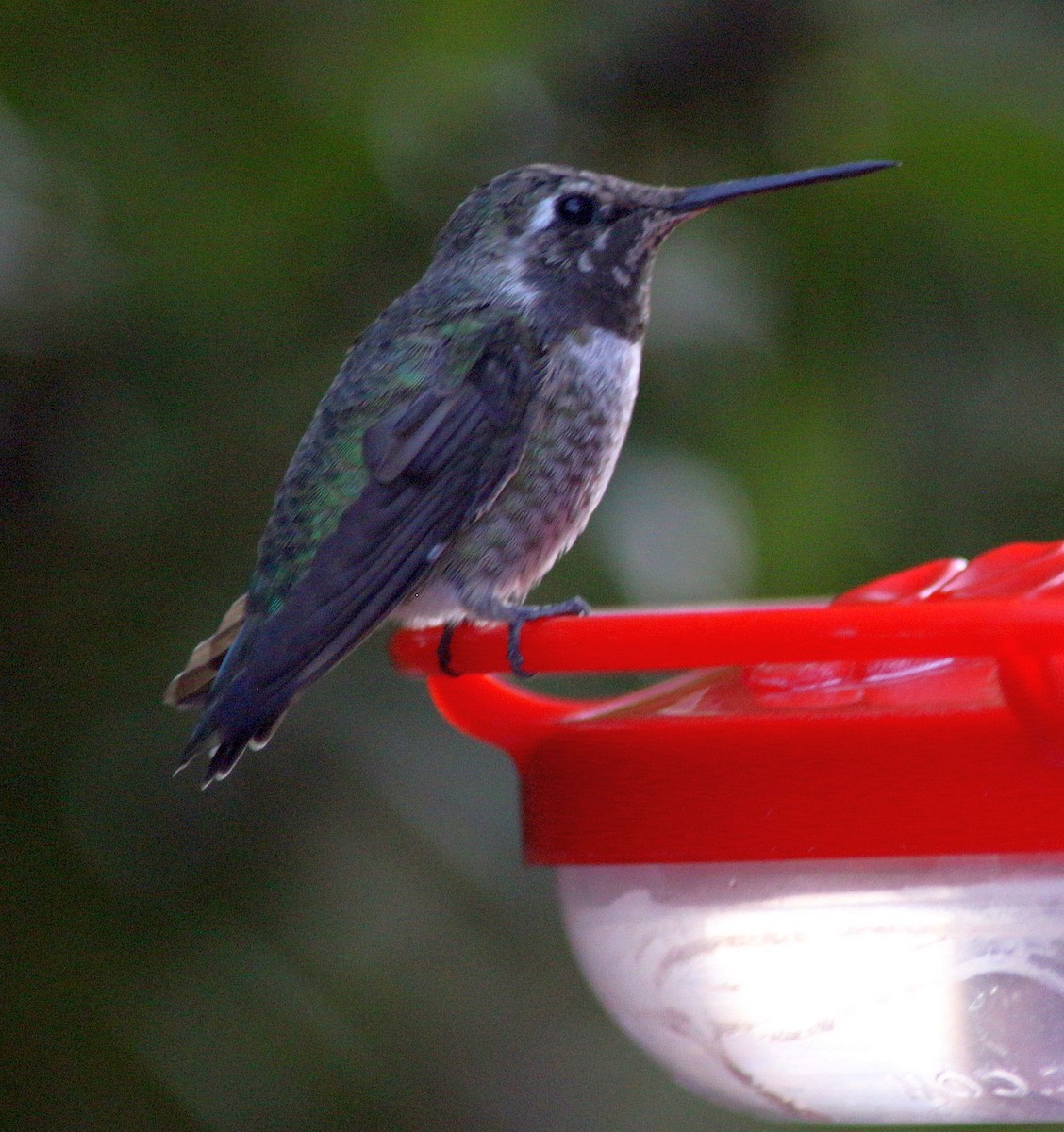 Costa's Hummingbird - Susan Hunter
