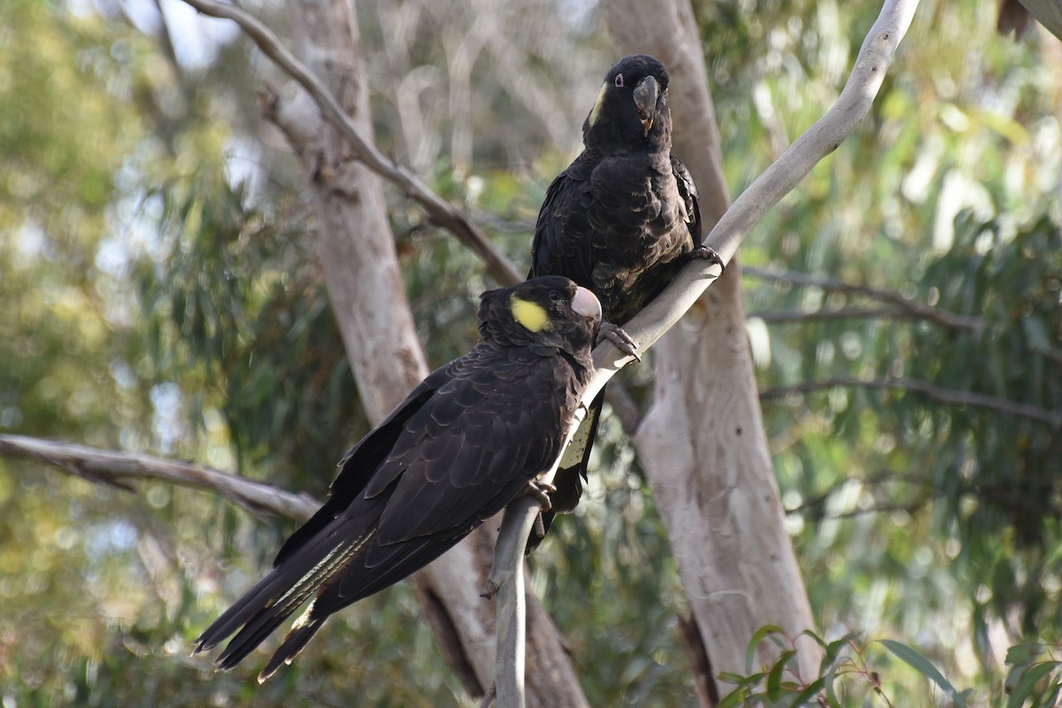 Yellow-tailed Black-Cockatoo - Christopher Brown