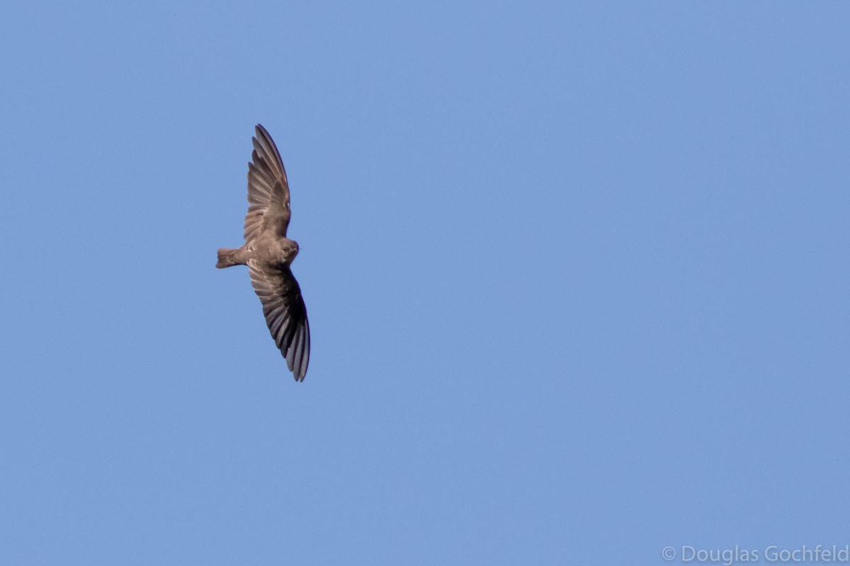 Northern Rough-winged Swallow - Doug Gochfeld