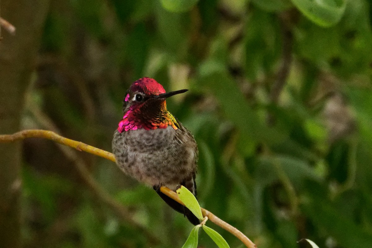 eBird Checklist 9 Oct 2020 Rancho Goleta Mobile Home Park (limited