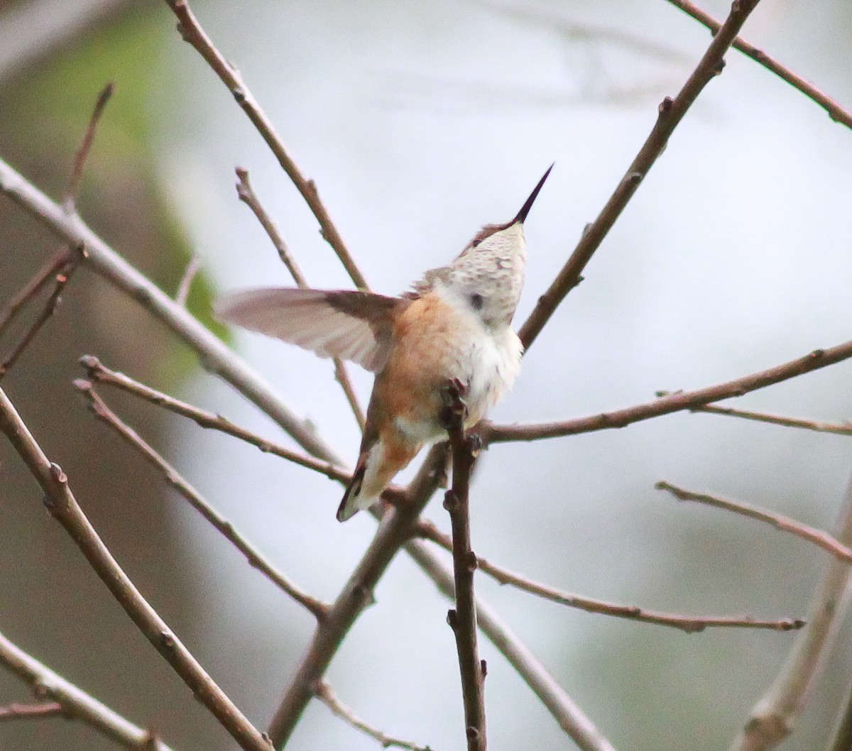 Rufous Hummingbird - Bob Fogg