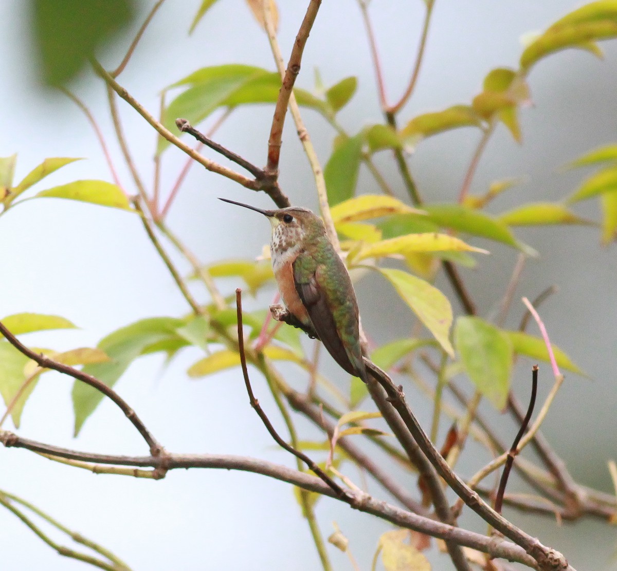 Rufous Hummingbird - ML269863931