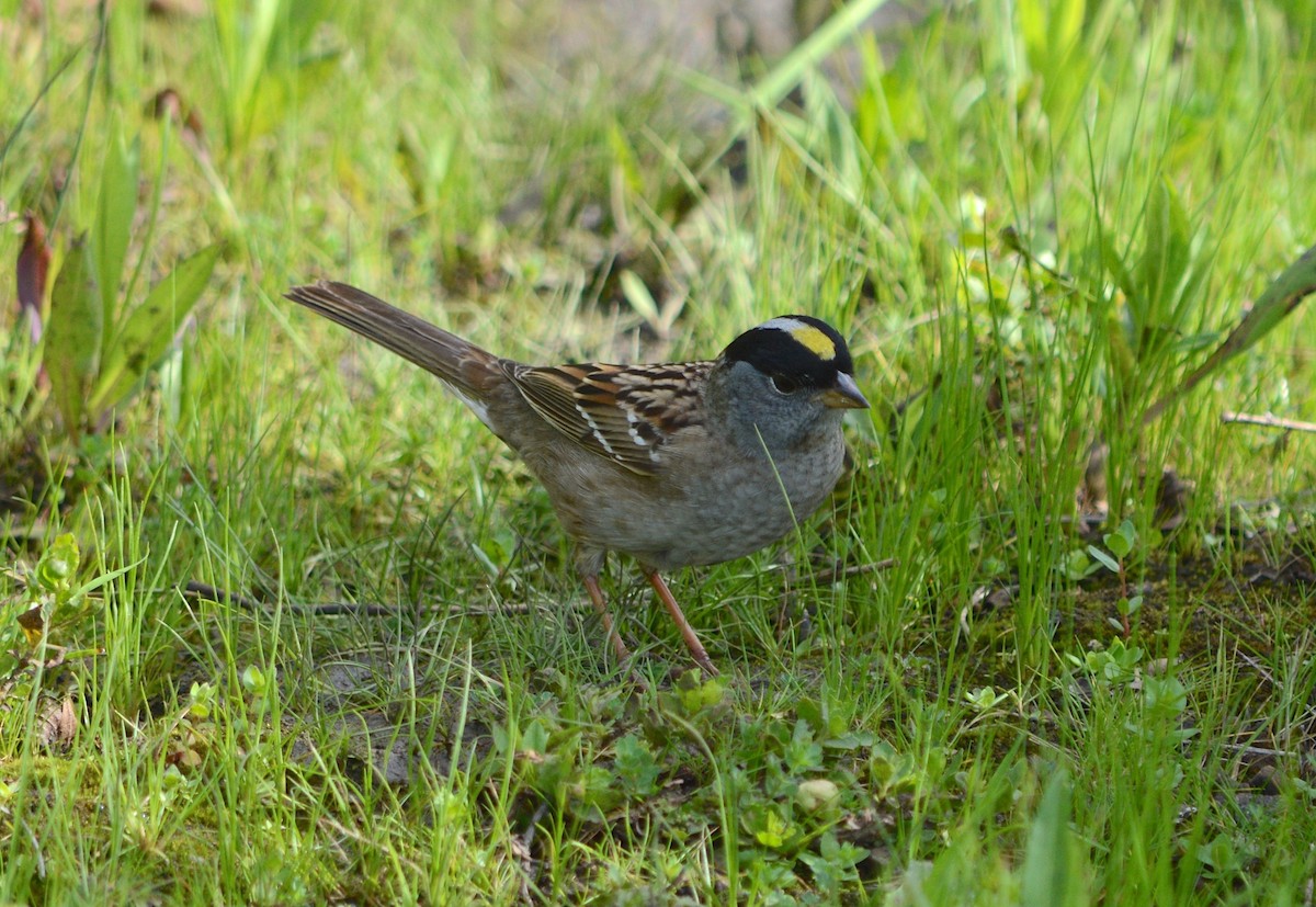 Golden-crowned Sparrow - Brad Rangell