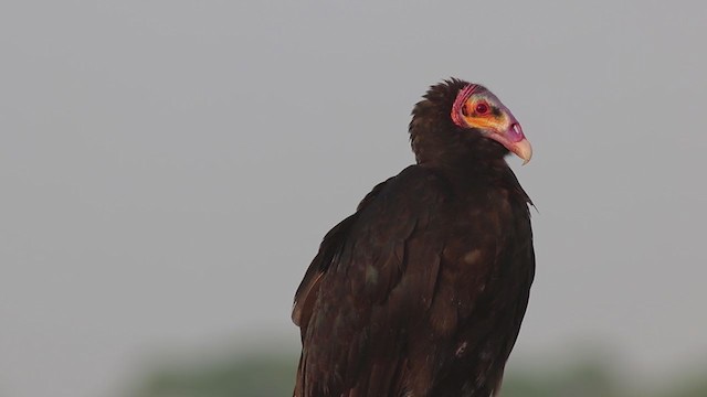 Lesser Yellow-headed Vulture - ML269865331