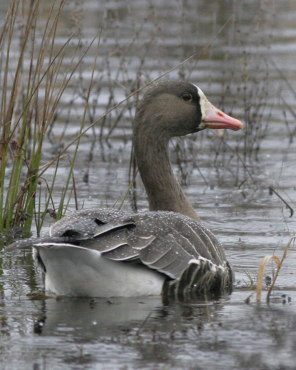 Greater White-fronted Goose - ML269868751