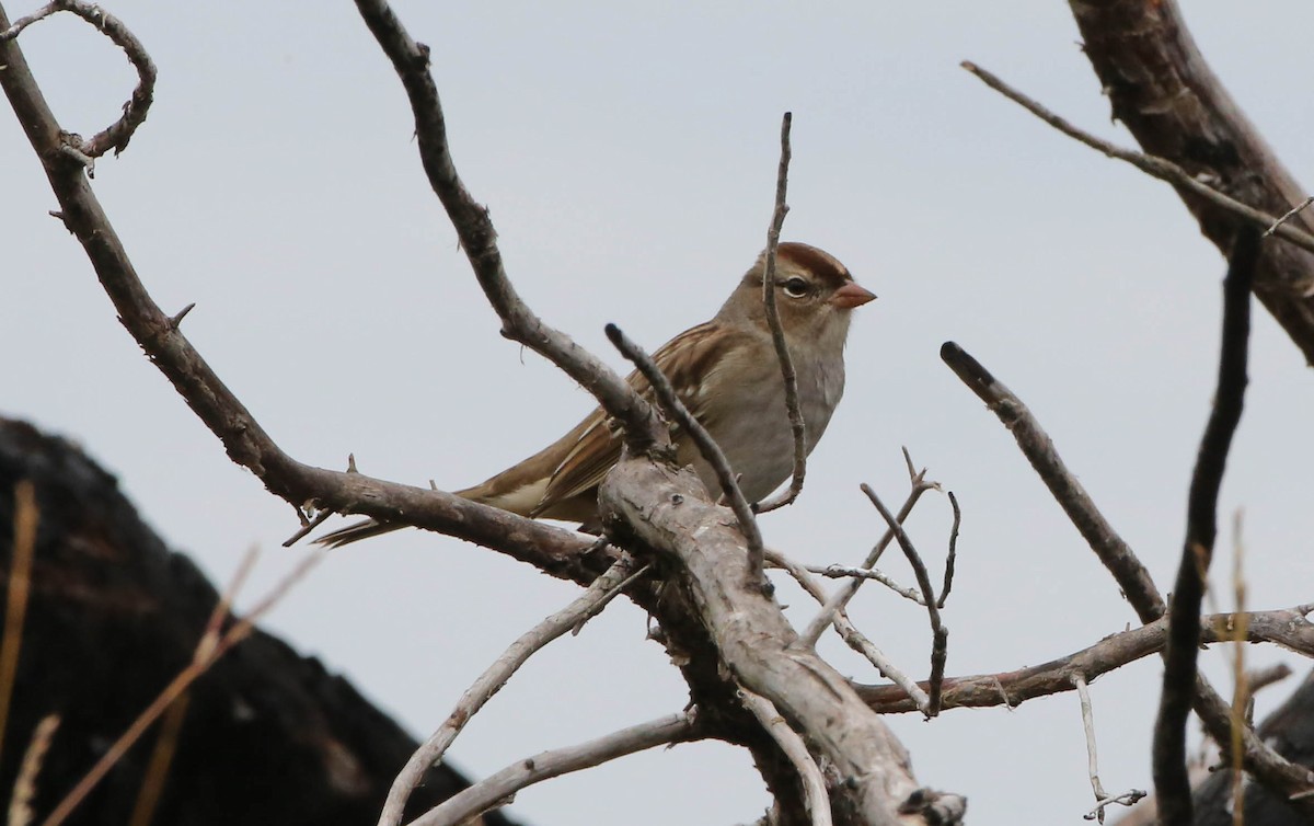White-crowned Sparrow - ML269872421