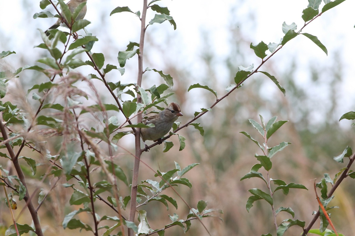 White-crowned Sparrow - ML269872451