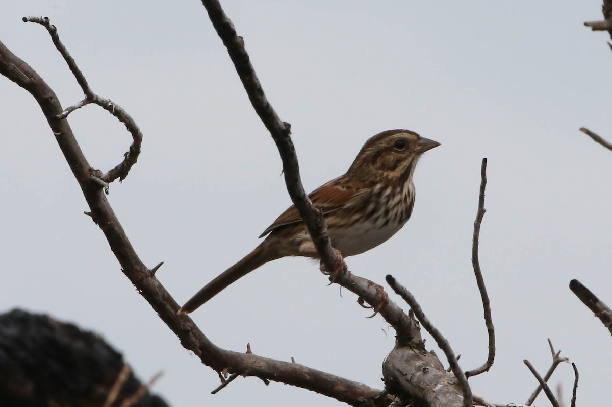Song Sparrow - Phil Kenny