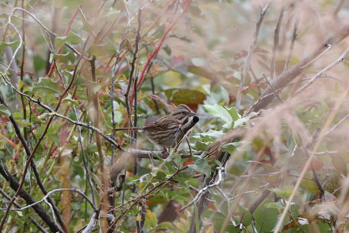 Song Sparrow - Phil Kenny