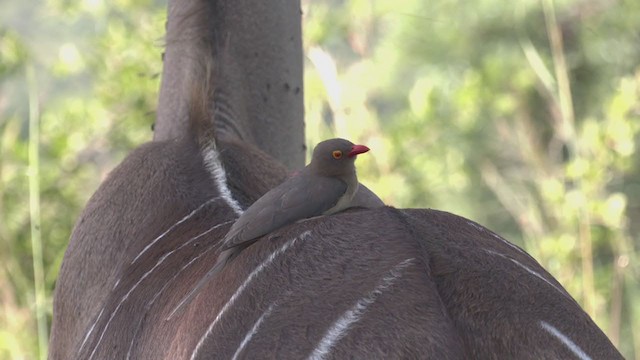 Red-billed Oxpecker - ML269880061