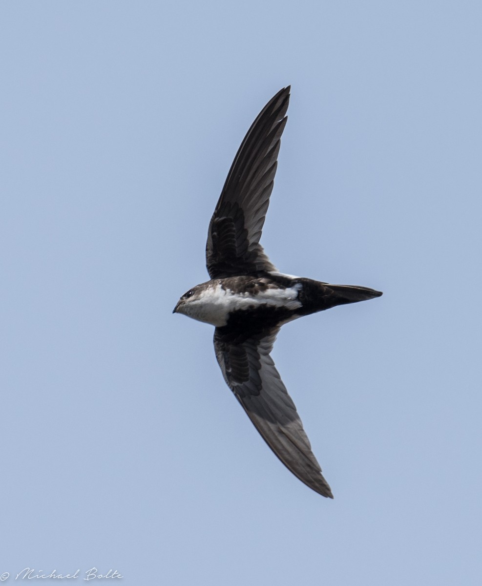 White-throated Swift - Michael Bolte