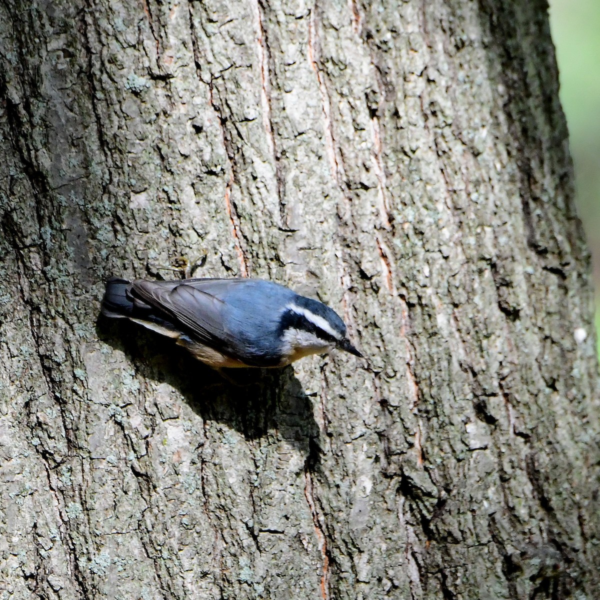 Red-breasted Nuthatch - Eric Titcomb