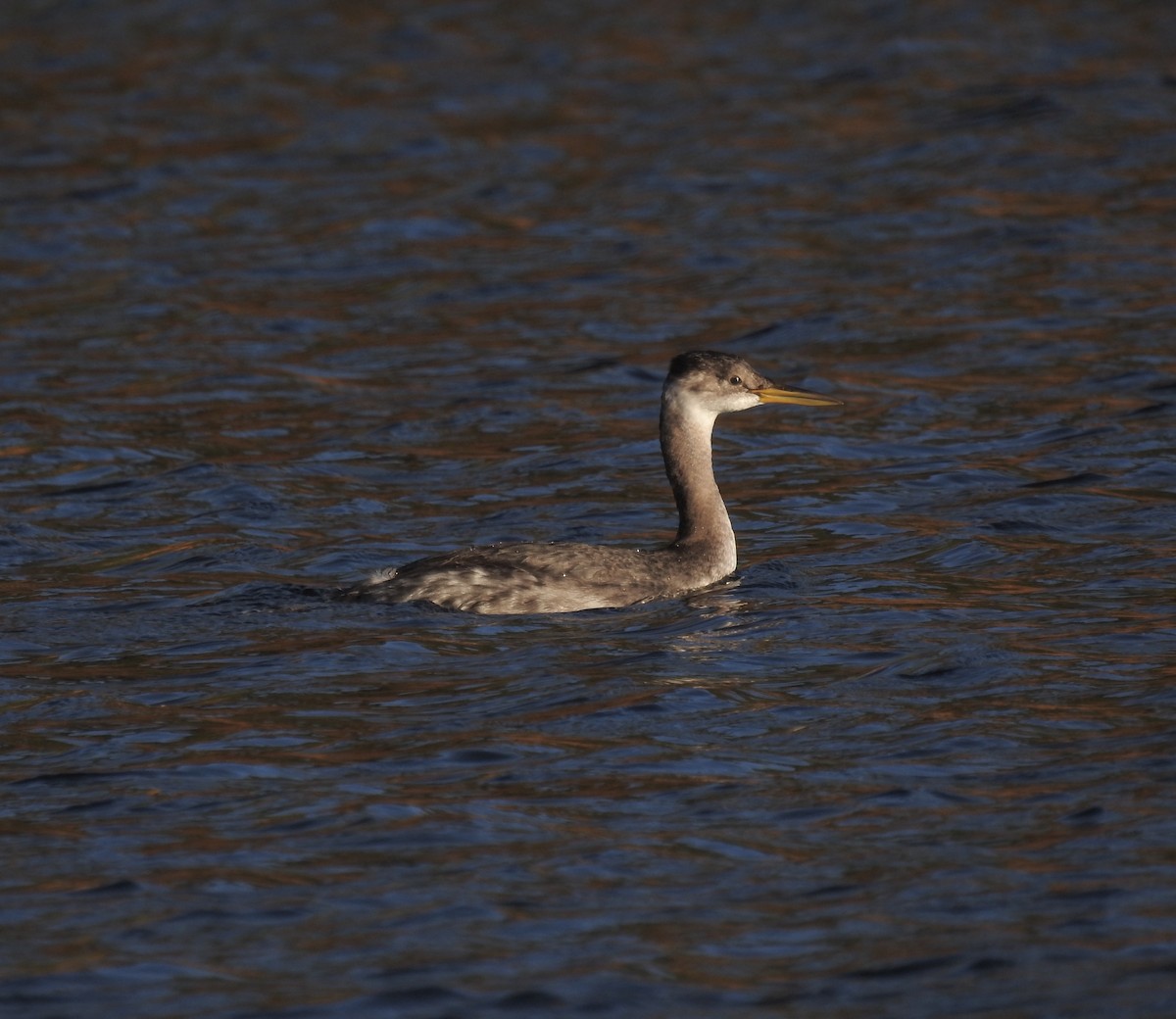 Red-necked Grebe - ML269897911