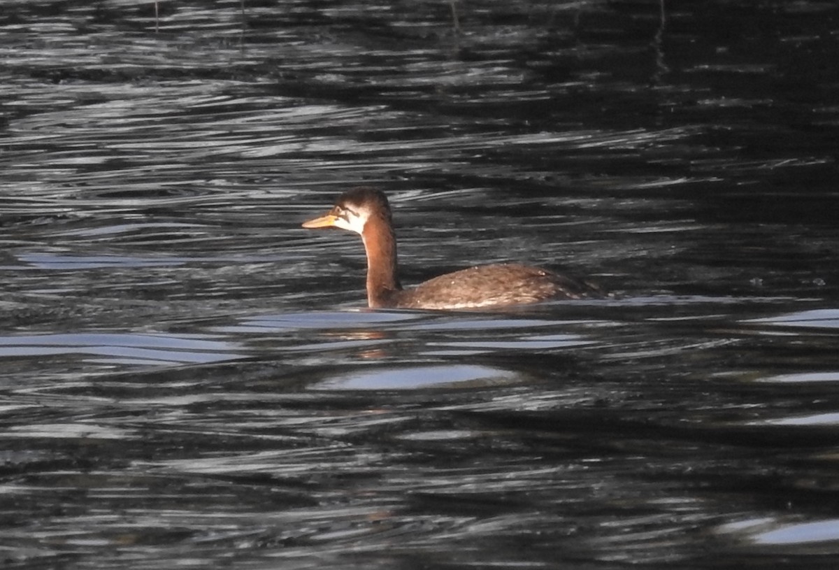 Red-necked Grebe - ML269898221