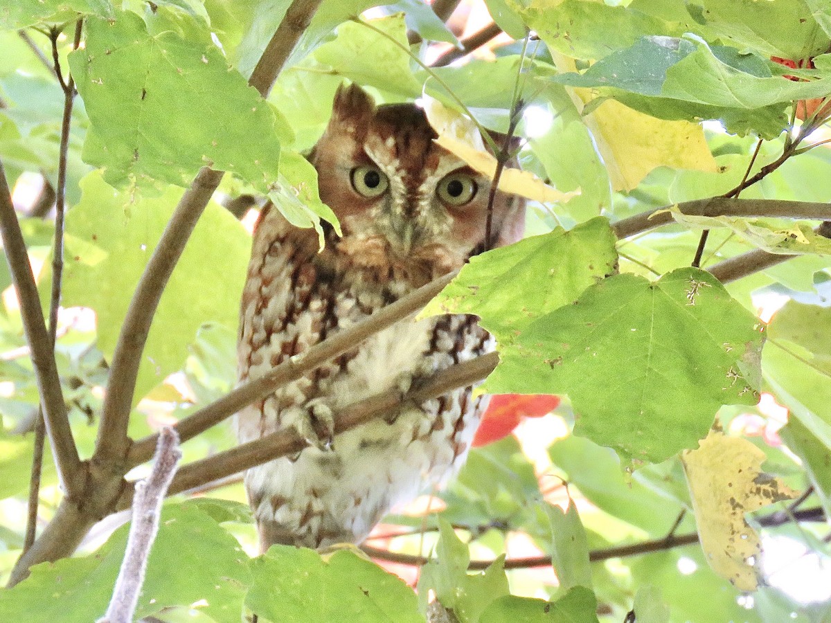 Eastern Screech-Owl (Northern) - ML269898501