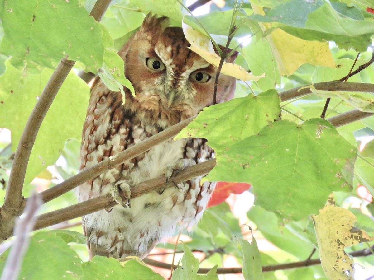 Eastern Screech-Owl (Northern) - Benjamin Murphy